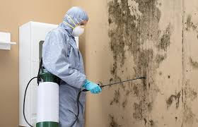 Best Mold Damage Restoration  in Prairie View, TX